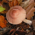 Inocybe geophylla var. lilacina, Alan Prowse